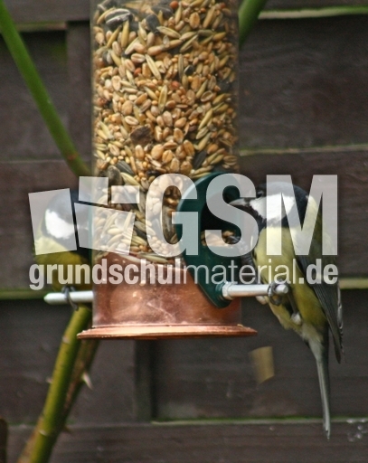 F-Kohlmeisen-33.jpg